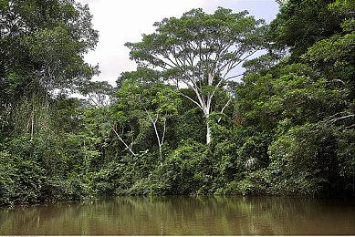 SEGA发布苹果街机新游戏《索尼克梦之队》